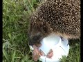 schmatzender lieber Igel (cute edgehog eats meat)