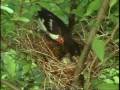 Doug Ryan Presentation on MIgratory Birds 2nd half