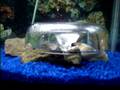videos de Aquadomehome