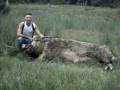 Giant Pigs Caught  ~AMAZING~