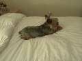 The cutest dog in the whole world! The cutest dog in the whole world!