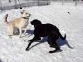 Marquette County Humane Society-Brittney