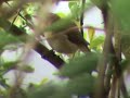 Reed warbler singing