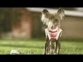Video screenshot