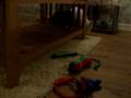 videos de Zak and otto the boxer play fighting