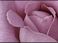 Romeo and Juliet Overture (Song) by Pyotr Ilyich Tchaikovsky