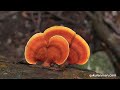 Yakushima 屋久島 Photo Slideshow 池田綾子：「星降る森」