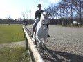 Piaff Passage Dressage