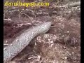 Raksasa Felda Kahang