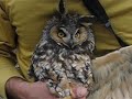 Owls on the Missoula Plains