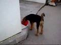 Airedale Terrier video