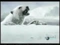 Animal Face Off - Walrus vs. Polar Bear Animal Face Off - Walrus vs. Polar Bear