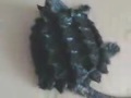 Tortuga caiman 2.mp4