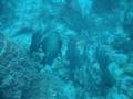 West Palm Beach Scuba