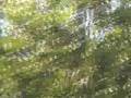 Helicopter circling my house, Orgone, Orgonite