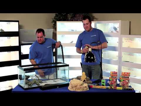 YouTube reptile video