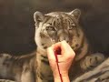 Karen Latham Painting - Snow Leopard Karen Latham Painting - Snow Leopard