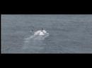 Giant Waves being Hydro foiled