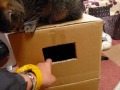 段ボールハウスで遊ぶ猫
