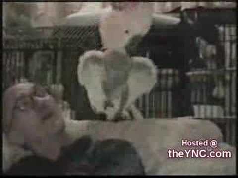Watch 'Animales bailando-Muy divertido'