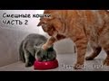 Click to View : Смешные кошки - подборка 2013