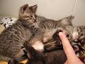 子猫が指をあまがきしててかわいい♪のサムネイル