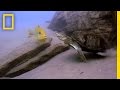Cichlid Parents vs. Terrapin