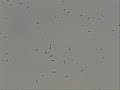 Human sperm under a microscope Human sperm under a microscope