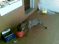 videos de staffy having fun