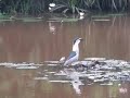 Night heron eating snakehead fish Night heron eating snakehead fish