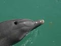CranioSacral Jungle Lagoon CranioSacral Jungle Lagoon