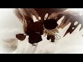 ATASHI'nCHI 245 / Hotel Tachibana - part 1