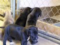 Great Danes trying to get into their kennel