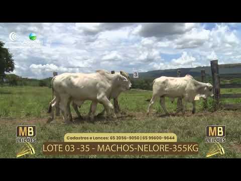 535� LEIL�O VIRTUAL MB LEIL�ES