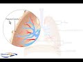 The pleura of the lung (animation)
