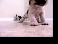 Arenas Wire Fox Terrier - Puppies