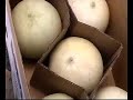 GAP Guidelines for the CA Cantaloupe Industry Part 2