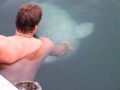 Swimming with a Beluga whale in Harrys Harbour Newfoundland Canada
