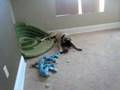 Kingson and his bone