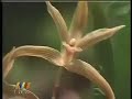 CULTIVO DE ORQUIDEAS (1 de 2)