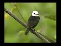 Venezuelan Birds - Diversity