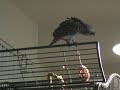 Manzi Head Banging Manzi Head Banging