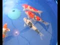 Festival of Fishkeeping 2006