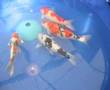 Festival of Fishkeeping 2006