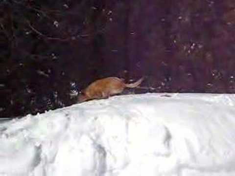 Sliding down snow banks