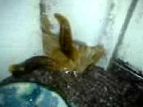 how to get rid slugs in house
