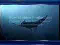 el-salvador-scuba-diving-4.html