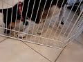 Tres trying to get the food under the gate.#2 Tres trying to get the food under the gate.#2