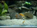 Bazin Cichlidae 200L Bazin Cichlidae 200L