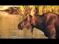 Moose in a pond Moose in a pond